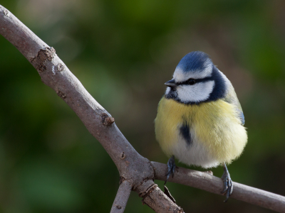 Op 1200 meter was het vandaag de hele dag rond het vriespunt. De zon liet zich alleen op het eind van de dag nog even zien.  
Dit vogeltje zette net nog even al zijn veertjes uit, terwijl hij genoot van de laatste warme zonnestralen. Ik vond het een mooi moment, na al die koude uren buiten.