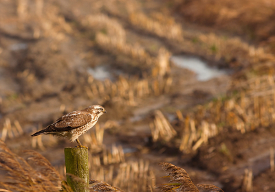 Uit de auto genomen met een rijstzak, Hij zat aardig ver weg, Er stond veel wind, hij zat mooi tussen het riet op een paal, de achtergrond is akkerbouw waar Mais op gebouwd was.

Fijne Jaarwisseling 

Gr sam