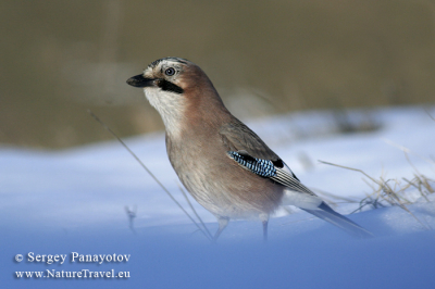 One of 5 Jay's on the feeding station in front of the our photo hide.