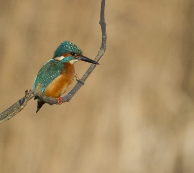 To start the year, I visited my local RSPB reserve, hoping the kingfisher would also visit. He was obliging and I managed to get my sharpest photo yet as the afternoon sun was in a good position.