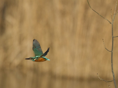 The start to the year continued well as I managed to catch the kingfisher flying from his perch at a sufficiently high shutter speed.