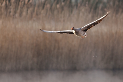 In de vogelkijkhut in de luyssen te Bree vloog deze gans op