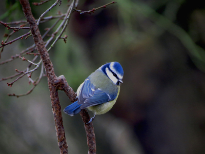 Bezoek aan het Wildfowl Wetland Trust in Slimbridge, Engeland. Ik ben net begonnen met vogels leren en fotograferen en dit is een van de foto's die ik de moeite waard vind om te delen met anderen!