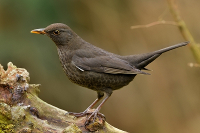 Een negental merels, 1ste winters, vrouwtjes en twee adulte mannetjes wroeten de borders van mijn tuin om, leuk om de interactie tussen hen gade te slaan. Hier een typische " hier ben ik " houding van een net aanvliegend exemplaar.