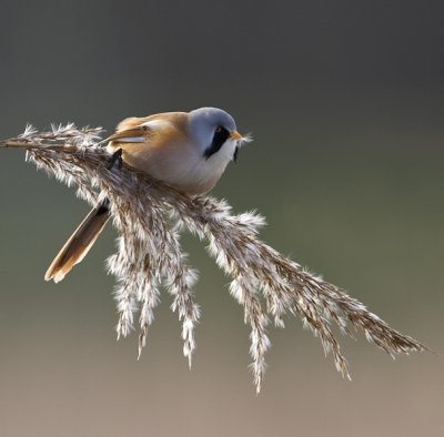 Voor de derde keer dat ik baardmannetjes zag, maar de vorige keren bleven ze door de wind onder in het riet. Vandaag eindelijk gelukt en m'n eerste baardman foto's kunnen maken.