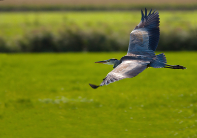 Uit de auto met rijstzak, De reiger zat eerst mooi aan de waterkant, toen ik kwam aanrijden kon ik hem mooi in de vlucht pakken, Het weer was zonnig
