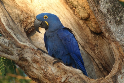Deze prachtige ara soort kon ik mooi zien op aanwijzing van mijn gids. Het zijn behoorlijk luidruchtige vogels, maar wat een kleur!