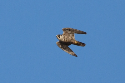 Op het water was er opeens paniek en gingen de Smienten en Slobeenden op de wieken. Je weet dat er dan waarschijnlijk een roofvogel in de buurt is en hoog in de lucht zag ik deze Slechtvalk. Erg ver weg helaas maar de houding van deze prachtige vogel vond ik toch mooi genoeg om de foto te plaatsen.