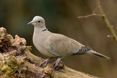 Met ruim een dozijn is deze tortel de meest voorkomende duif in de tuin, een mens zou bijna vergeten hoe mooi ze wel zijn, vandaar deze foto.