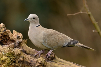 Met ruim een dozijn is deze tortel de meest voorkomende duif in de tuin, een mens zou bijna vergeten hoe mooi ze wel zijn, vandaar deze foto.