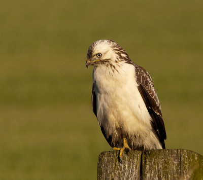 Deze Buizerd had ik al een paar keer gezien, en vloog elke keer weg, toch heb ik hem op een moment weten te pakken te nemen. Uit de auto met rijstzak

gr sam
