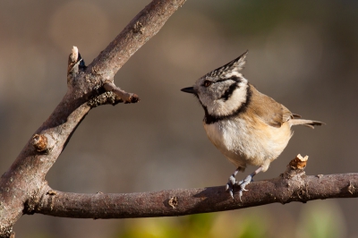 Vandaag was eindelijk de Kuifmees terug in onze tuin. Ik heb meteen mijn dagprogramma aangepast en me genstalleerd achter een camouflagenetje.  
Het was een erg zonnige dag en warm genoeg om zonder jas lekker in het zonnetje te verblijven. Ik was blij dat ik deze foto kon maken.