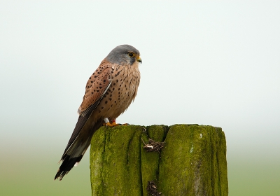 Grijs weer, Deze torenvalk nog tegen gekomen vandaag de rest was uit gestorven.

Met een andere camera en lens genomen

Gr sam