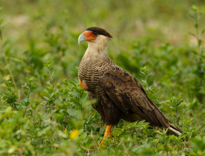 Deze Caracara soort was alom aanwezig in de Panatanal