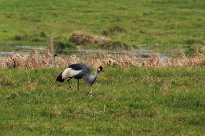 Na een tip, heb ik deze kraanvogel kunnen fotograferen in een weiland bij ons dorp. Toch weet ik niet in welke album ik hem kan plaatsen, omdat dit over een vogel gaat die in het album: "vogels van Afrika" thuis hoort, terwijl ik hem gespot heb in Friesland...