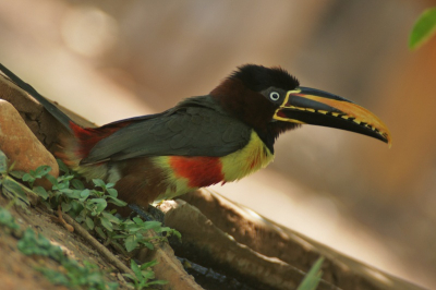 Onderweg over de transpantaneira door de pantanal was er een koffietentje waar je ook wat kon zitten in de schaduw. In de struiken hadden ze een drinkbak voor vogels gemaakt en vele leuke soorten kwamen even langs. Waaronder ook deze fraaie arassarisoort.