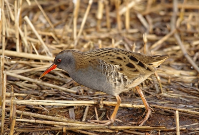 kijken wat julle van deze vinden , het is niet echt simpel om een foto te maken waar je iets aan hebt van dit kleine racertje.
en om onder die 300 te komen en dat het nog iets lijkt ook.