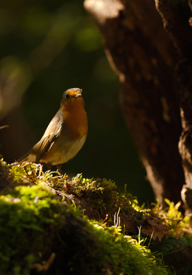 Uit een hut genomen, De Roodborst kwam even om het hoekje kijken,terwijl het mooie strijklicht door de bomen op hem viel

Gr sam