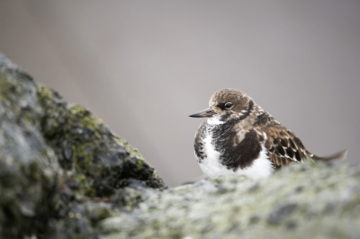 Geweldige vogeltjes die Steenlopers. Deze kwam mooi achter de steen vandaan. Ik heb de foto vanuit een vrij laag standpunt genomen.
Het was regenachtig weer toen we aankwamen maar gelukkig werd het snel droog. Helaas bleef het wel grauw weer en weinig licht waardoor het erg lastig was om deze snelle vogeltjes zonder bewegingsonscherpte vast te leggen.
Met dit resultaat ben ik erg blij :-)
