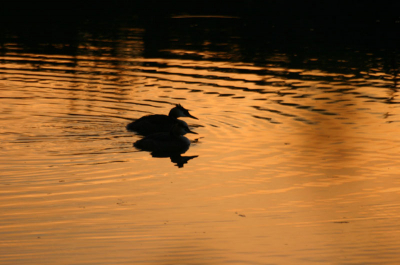 Dit koppeltje fuut nog in zomerkledij, met de mooie zwoele hersftzon in hun rug. Canon 300D sigma apo 70-300mm