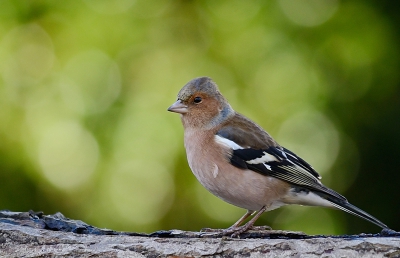 m'n schoonmoeder's tuin grenst aan een bos, wat voor mij (kustbewoner) dan weer andere soorten oplevert....zo sla ik twee vliegen in n klap !