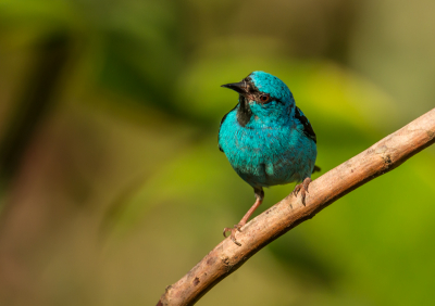 Deze prachtige gekleurde vogel is het mannetje, en vrouwtje volgt zo, bij meerdere vogels zie het zelfde kleur patroon blue mannetje groen vrouwtje