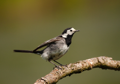 Op een IJsvogeltje aan het wachten die niet kwam opdagen, maar wel deze witte Wipstaart die telkens weer op deze tak kwam zitten. Ik heb er meerdere opnames van kunnen maken, dit is er eentje van

Uit een hut genomen met behulp van een rijstzak

Gr sam