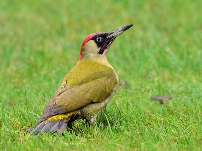 Hij komt regelmatig in de tuin, doch is heel schuw waardoor ik er steeds slechts n foto kan van maken, bij klikken van de spiegel gaat hij op de vleugels, zelfs op een afstand van 15 meter.