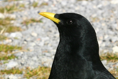 Nog maar een portretje gekropt van deze brutale rakker.