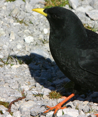 De fel oranje poot met donkergrijze kussentjes zijn hier goed zichtbaar, samen met de fel gele snavel maakt het tot een kleurrijke vogel.(stond er niet helemaal op dus dan maar half doorgeknipt)