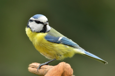 Met voorsprong de meest frequent aanwezige soort in de tuin, best een moeilijke soort om natuurgetrouw op het scherm te krijgen vind ik?