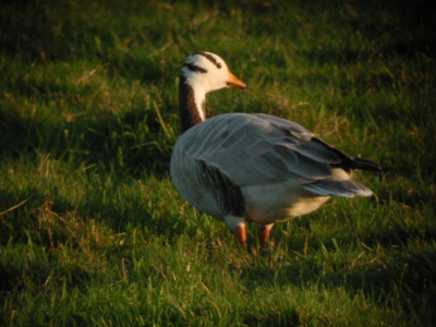Indische gans in IJdoorn, jaarlijkse gast