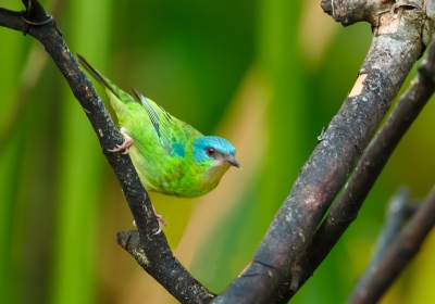 Heb enkele dagen geleden het mannetje op BP gezet, dit is het vrouwtje, deze is groen om minder op te vallen als zij op het nest zit.