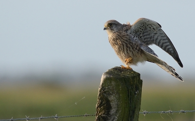 evenwichtsoefeningen op de balk...of paal zoals je wil