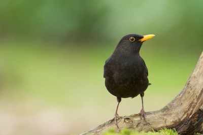 Deze mannetjesmerel komt regelmatig foerageren in de tuin,
daarbij werpt hij mos en bladeren op in de hoop wat insecten te vinden.Af en toe onderbreekt hij deze bezigheid om zijn territorium vinnig te verdedigen tegen soortgenoten.