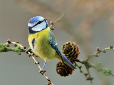 Gisteren weer sinds lang enige zonnestralen, er van geprofiteerd om de pimpels in de tuin nogmaals vast te leggen op de sensor. Deze beviel me wel omwille van de aparte houding?