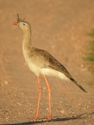 Tijdens een fietstochtje terug van het lokale natuurlijke zwembad liep deze Seriema in een zijweg en stak de weg over. Ik kon hem er toen mooi opzetten. Heb deze soort verder nog maar twee of 3 keer gezien en toen ging ie er wel heel snel vandoor, dit was dus een meevaller. Een leuke soort