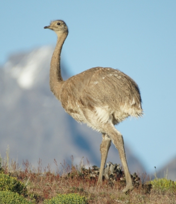 Deze grote vogels zie je zo af en toe in het wilde landschap van Patagoni rondlopen . Deze ging er fraai voor staan.