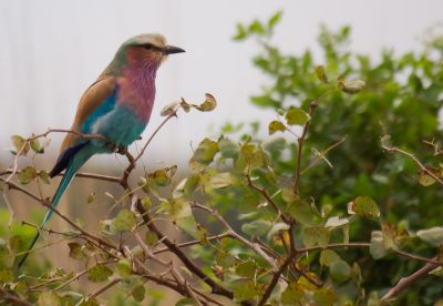 Bij onze Lodge aan de Okavango rivier zat deze scharrelaar in een bosje teb pronken.Wat is dit toch een prachtige beest.

Als je ze voorbij ziet vliegen is het alleen maar een lichtblauwe flits.