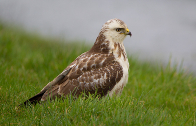 Deze Buizerd werkte goed mee. Ik heb hem ook in het gras met groene achtergrond maar met het slootwater op de achtergrond vind ik de kop mooi vrij komen.