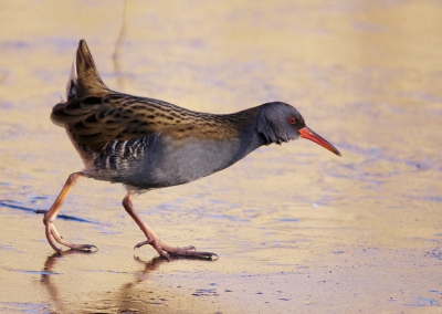 leuk diertje deze waterral alleen een beetje erg rondrennerig waardoor het niet simpel is een foto te maken van um.