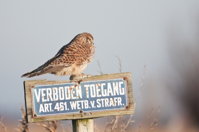 Vanochtend vroeg naar het Oudeland van Strijen geweest, waar overigens weinig te beleven viel.
Op de terugweg stond een valkje te bidden, en dook de slootkant in. Jawel, hij had een muisje. Ik ben ruim een half aan het fotograferen geweest, van prooi eten, biddend, zitten in een boompje en uiteindelijk op dit bordje.