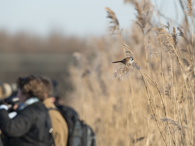 Vandaag in vlaardingen een drukte met fotograven en spotters.  een groepje van een man of 8 stond maar continue in het riet te turen en te luisteren, maar zag geen baardman.
Nee hij zit gewoon achter je