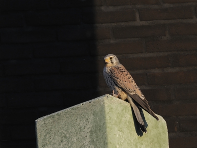Deze torenvalk-man heeft net een muis geslagen en is die aan het oppeuzelen. Het mooie, late namiddaglicht geeft extra sfeer aan de foto. Het vrouwtje zat trouwens twee palen verderop.