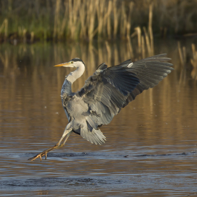 The local heron was rather active today, giving me the opportunity to test my new camera, having spent the past week adjusting the autofocus. There was a break in the dull weather with an hour of decent light this afternoon.