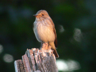 Zelfde vogel alleen nu gefotografeerd met ondergaand zonlicht.