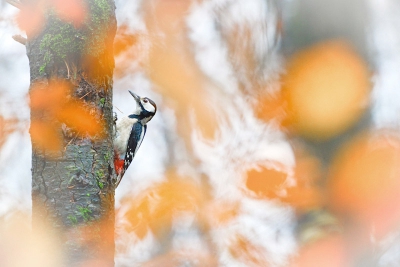 Gemaakt vanuit Fotohut Gooi (van Centrum voor Natuurfotografie) toen deze nog in testfase verkeerde. De spechten verschijnen verrassend snel en blijven heel kalm, zodat ik me helemaal kon toeleggen op het bokeh-effect van de herfstbladeren. Dat het een mistige dag was, werkte mee aan de sfeer.