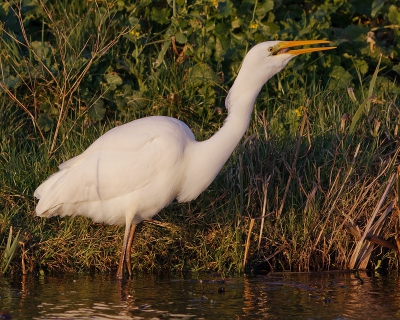 De grote zilverreiger liet er geen gras over groeien en de baars verdween al snel in het keelgat. Hier steekt de vis er nog grotendeels uit (uit het zicht). Ik heb deze foto iets lichter afgewerkt dan die van gisteren.