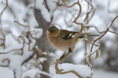Onder sneeuw kwam  een vink naar mijn tuin. Hij stopte op deze tak voor een moment. ik  kreeg de kans  om   deze foto  van hem te nemen.
