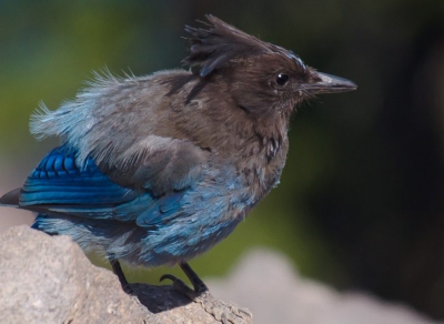 Deze jay kon vrij dichtbij gefotografeerd worden omdat ze gewend zijn  aan mensen die de prachtige Crater Lake krater komen bekijken.